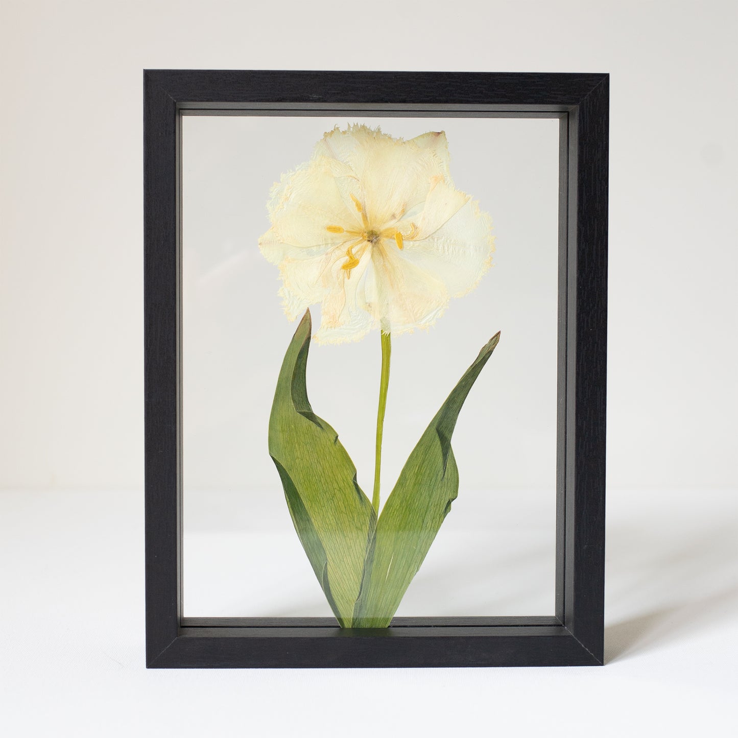 FRAME TULIP medium