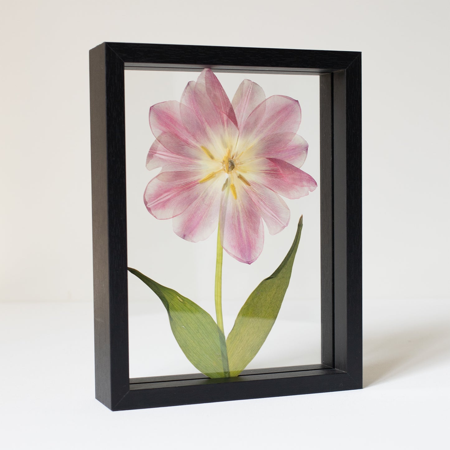 FRAME TULIP medium