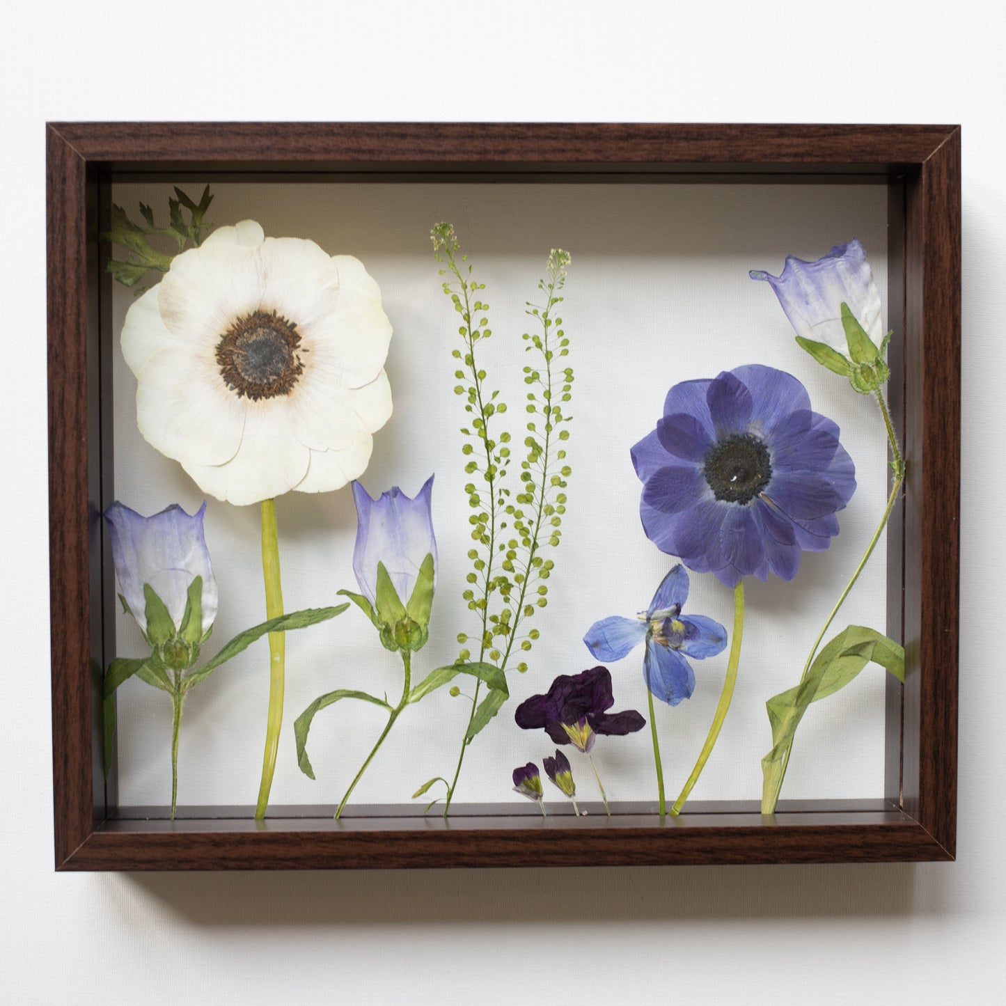FRAME ANEMONE MIX. large