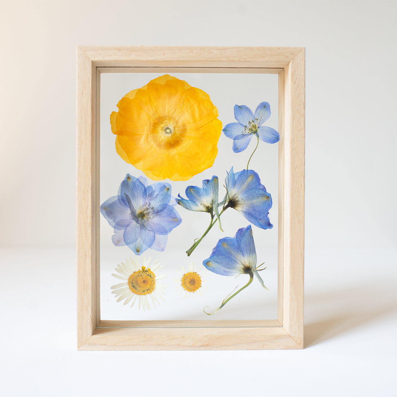 FRAME DELPHINIUM ranunculus mix small