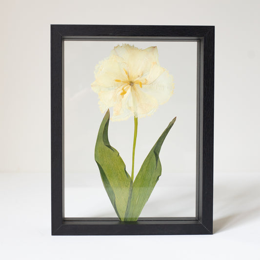 FRAME TULIP medium