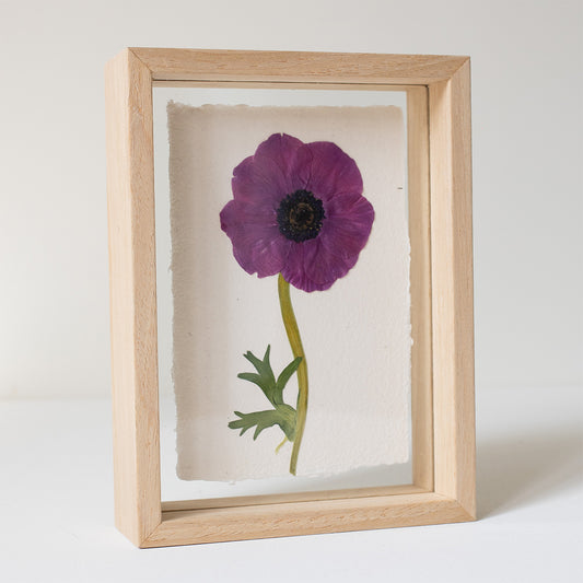 FRAME ANEMONE small